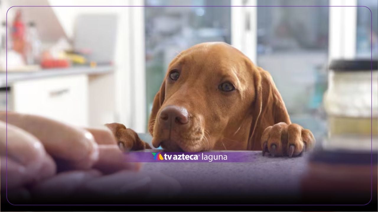 ¿Qué alimentos no pueden comer perros y gatos? Lista de productos que pueden ser tóxicos