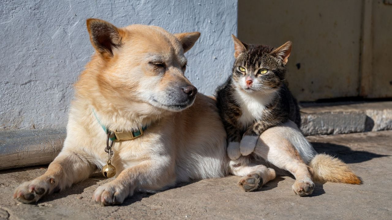 Multarán con hasta 4 MILLONES a quienes tengan mascotas y cometan estas actividades