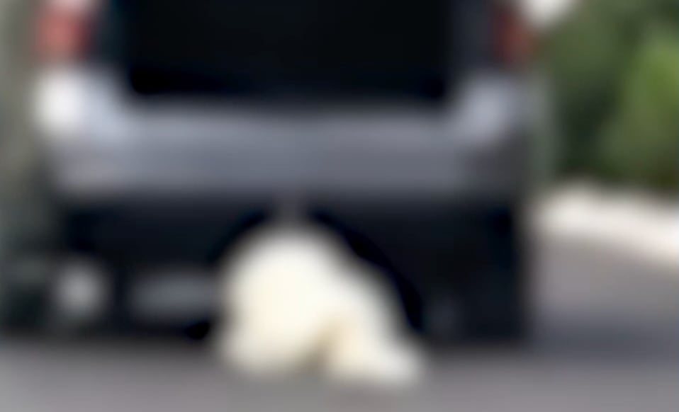 PRESUNTA AGRESORA DE ROCKY.png