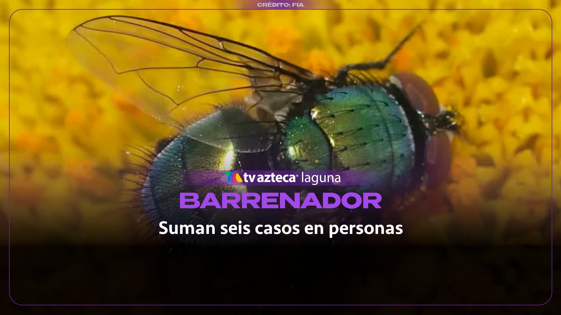 Suman seis casos de gusano barrenador en personas en el estado de Durango