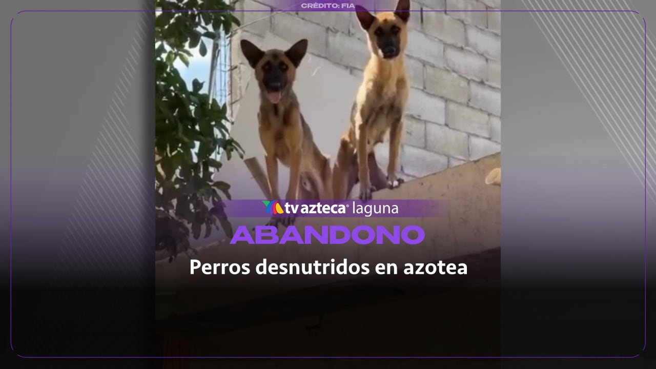 Perro pierde la vida en azotea de Torreón; hay otros tres desnutridos