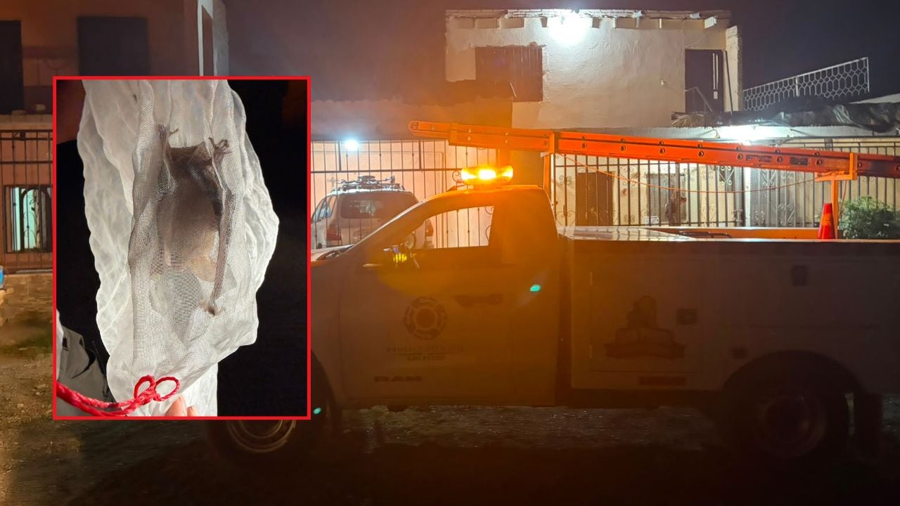 Rescatan a murciélago que ingresó a casa en La Laguna
