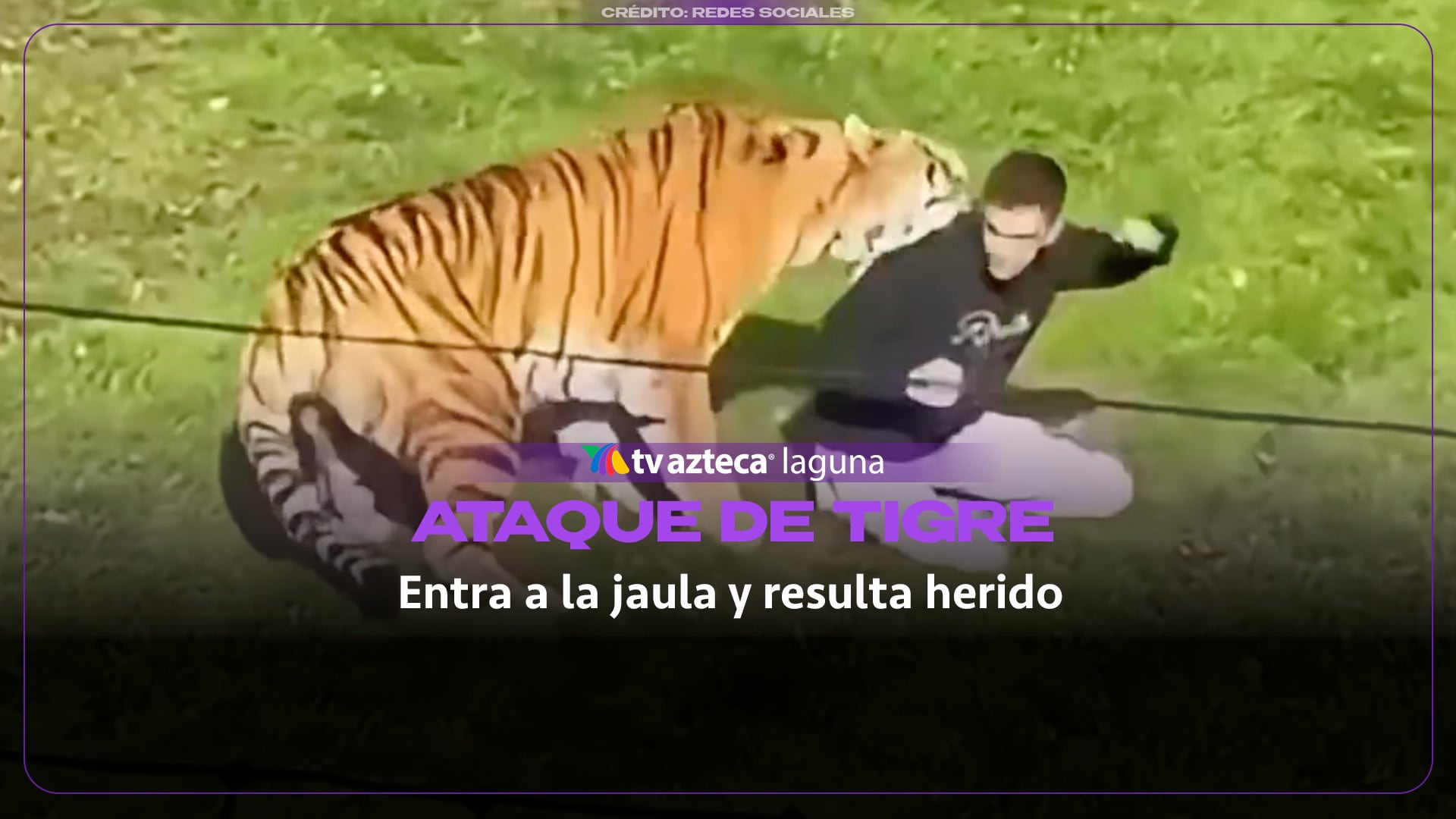 Hombre se mete a la jaula de los tigres en zoológico de Inglaterra y resulta gravemente herido | VIDEO