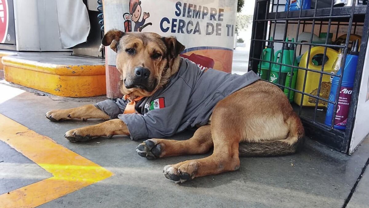 Muere Solovino, perrito que trabajaba en gasolinera; fue atropellado