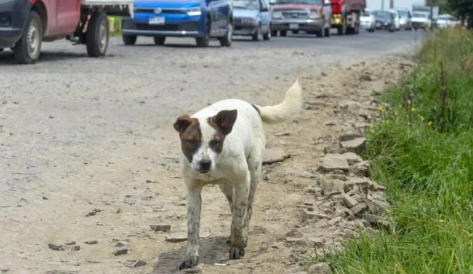 Aprueban iniciativa que permite la caza de perros; ¿no habrá castigo por maltrato animal?