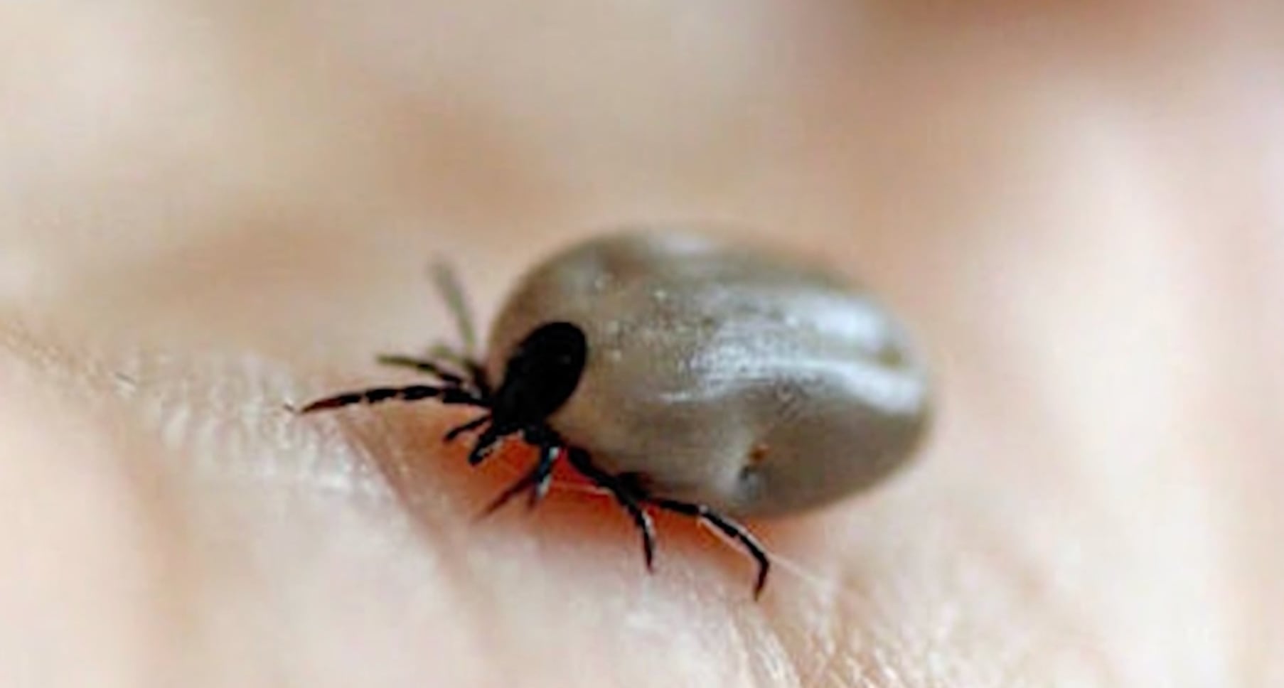 ¿Cuáles son las colonias con más proliferación de garrapatas en Gómez Palacio?