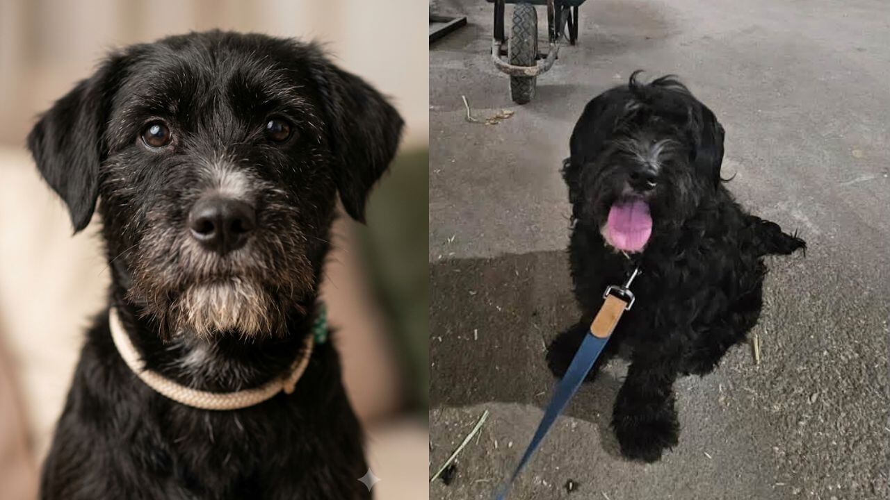Historia Toby: Perrito abandonado dos veces en Durango