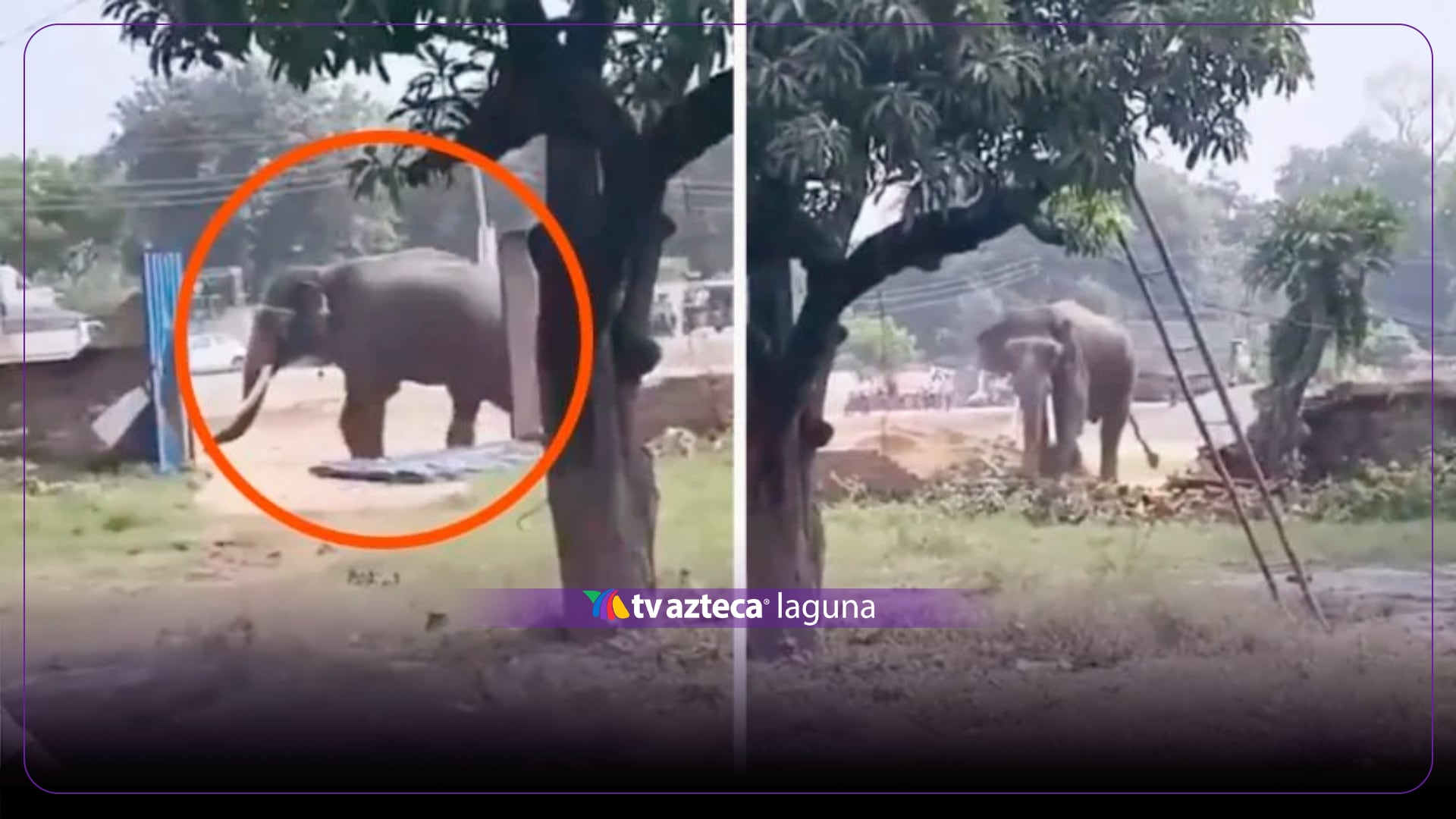 VIDEO: Captan elefante furioso causando destrozos durante 13 horas