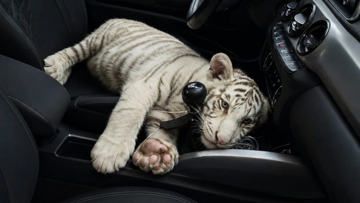 Detienen a hombre que trasladaba tigre de Bengala blanco de Central de Abasto