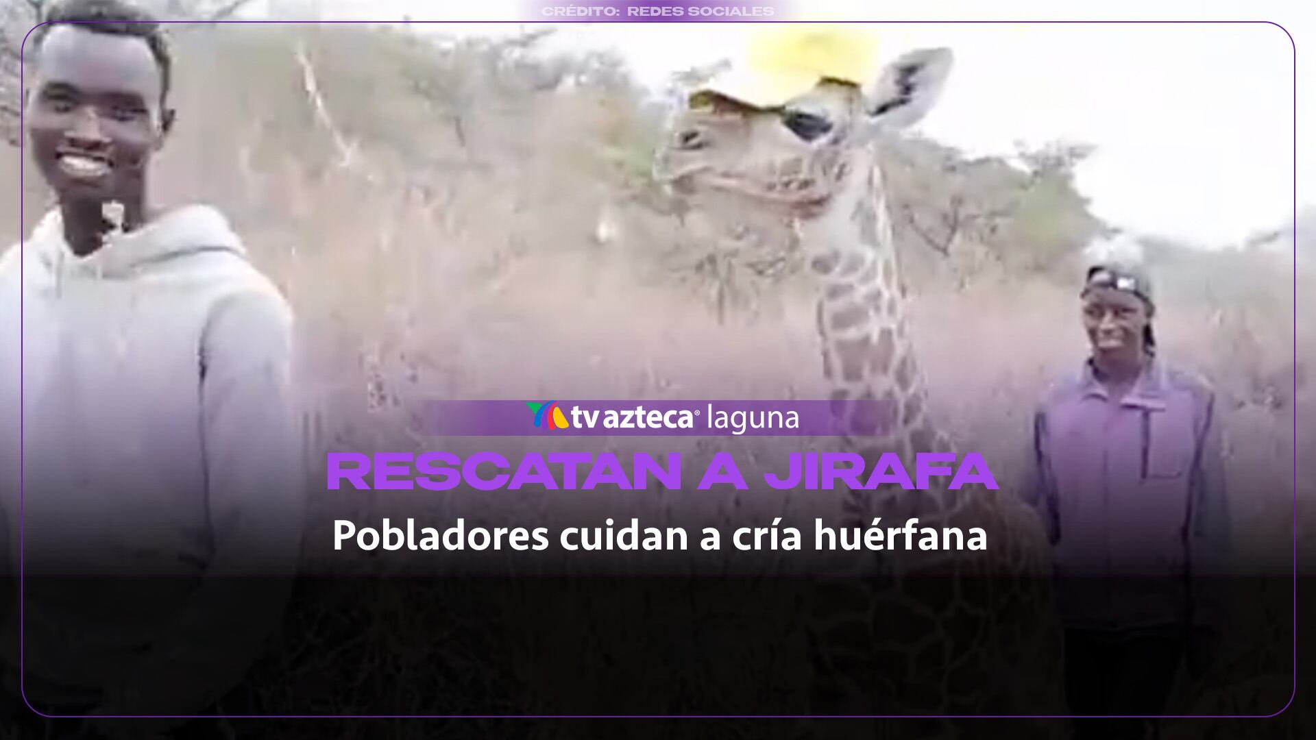 Dos hombres salvan a una jirafa bebé en la sabana y el animal los elige como familia | VIDEO