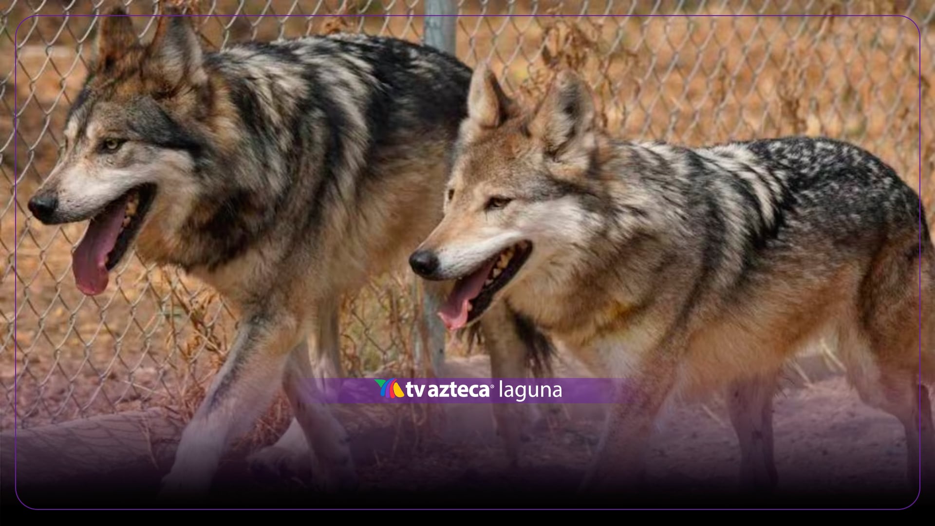 Niña queda gravemente herida tras ser atacada por 8 lobos en un zoológico