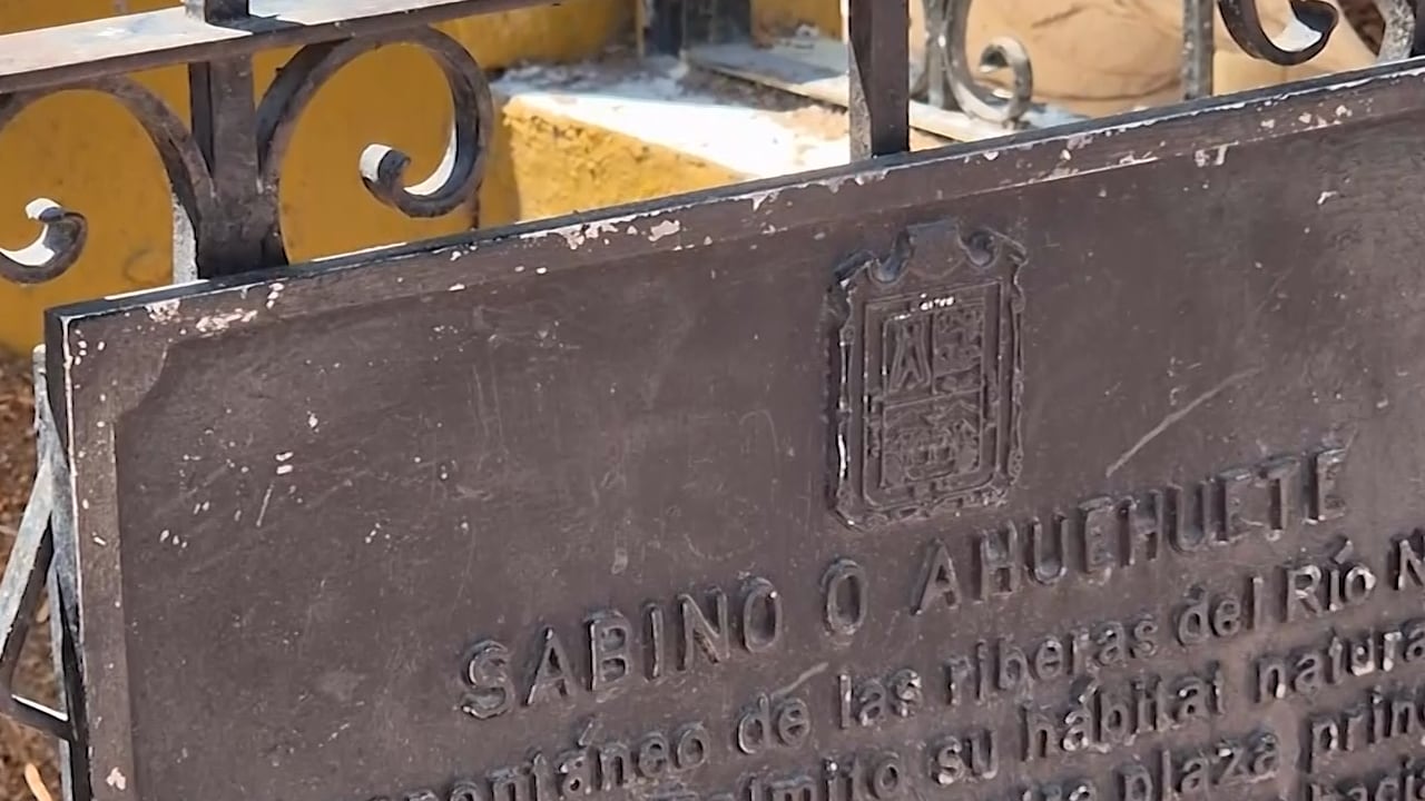 Arrancan histórico y último sabino de Plaza de Armas que vio crecer a Torreón