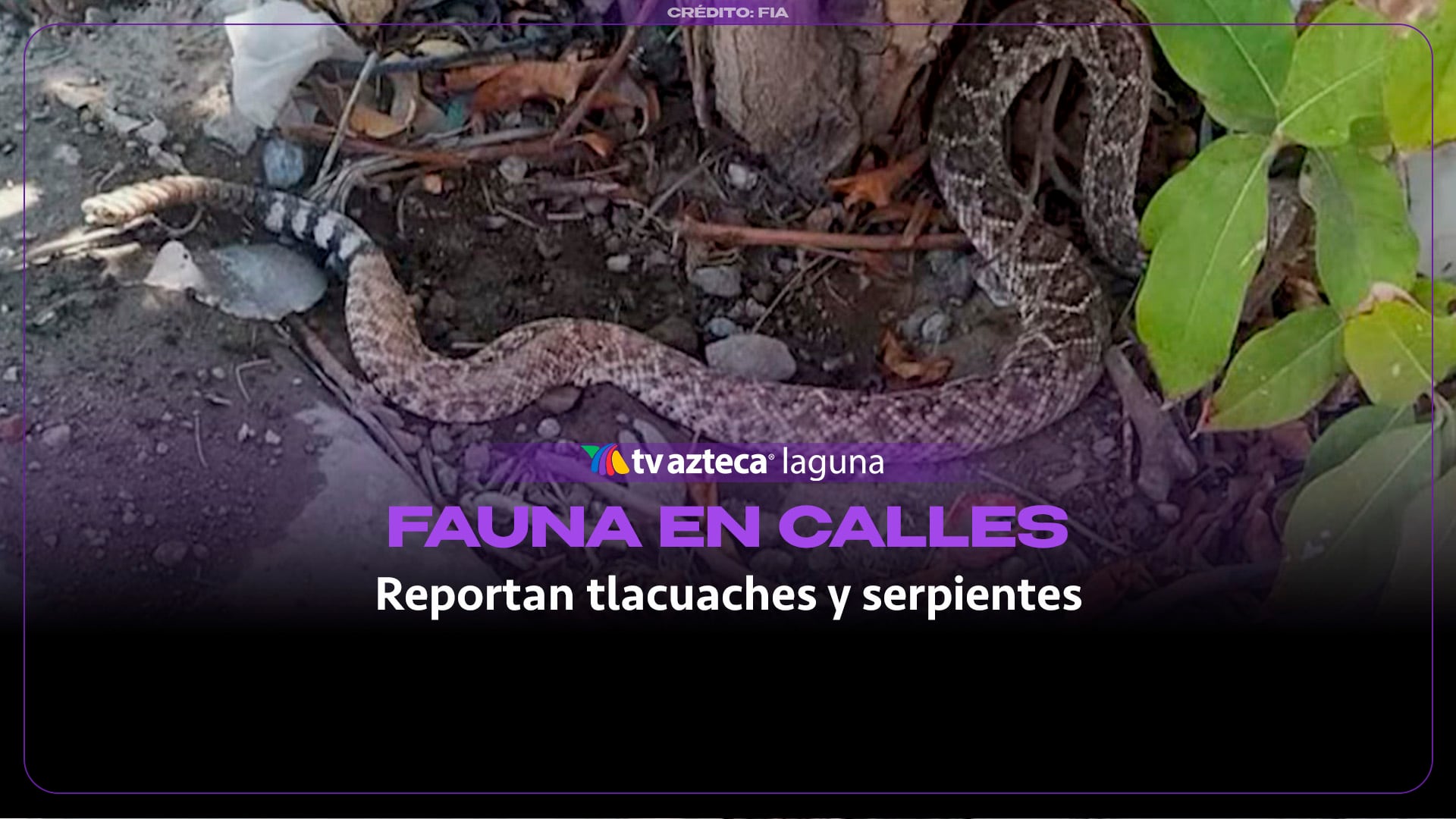 ¡La fauna llega a la ciudad! Aumentan reportes por avistamientos de serpientes y tlacuaches en Torreón