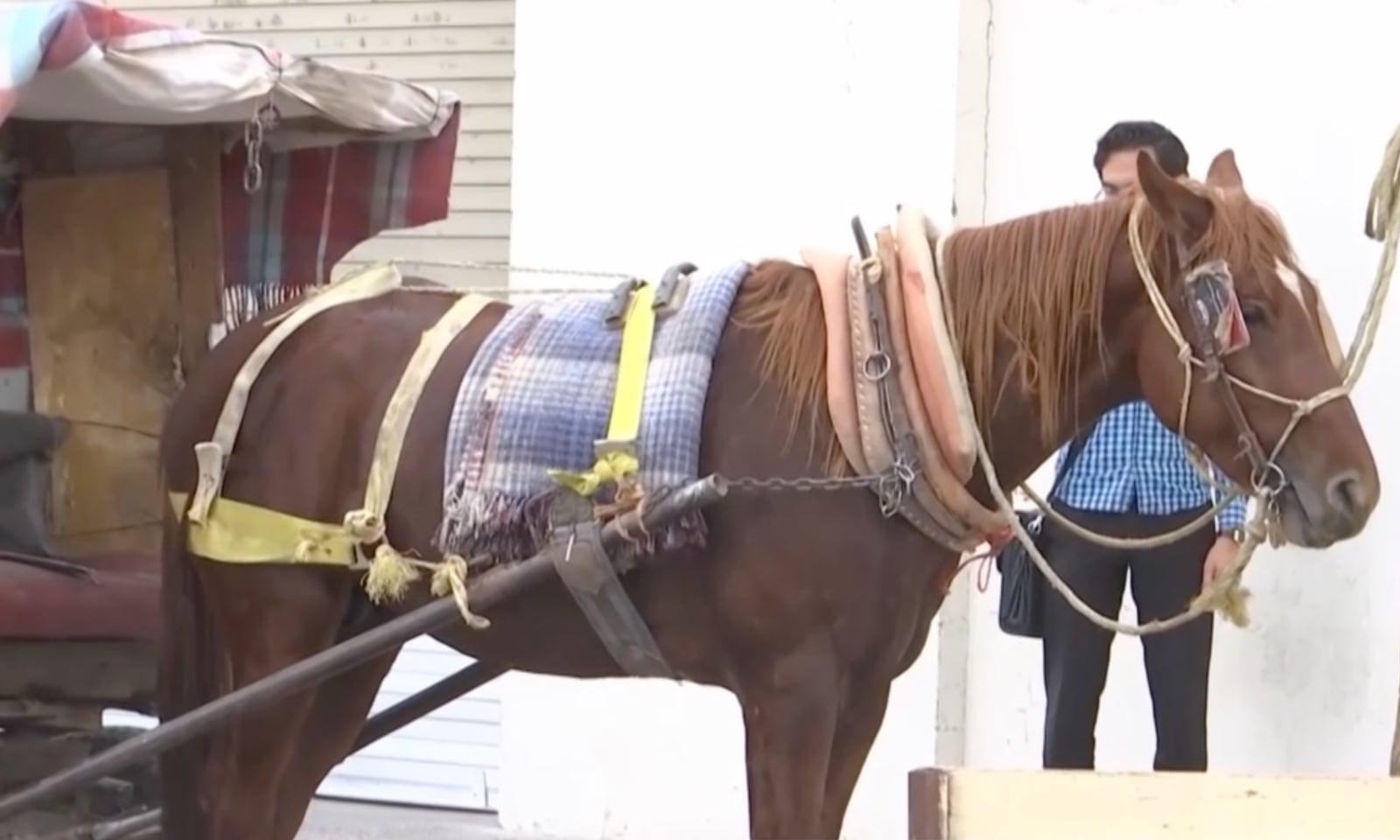Avanza de manera gradual la jubilación de caballos carromateros en Torreón
