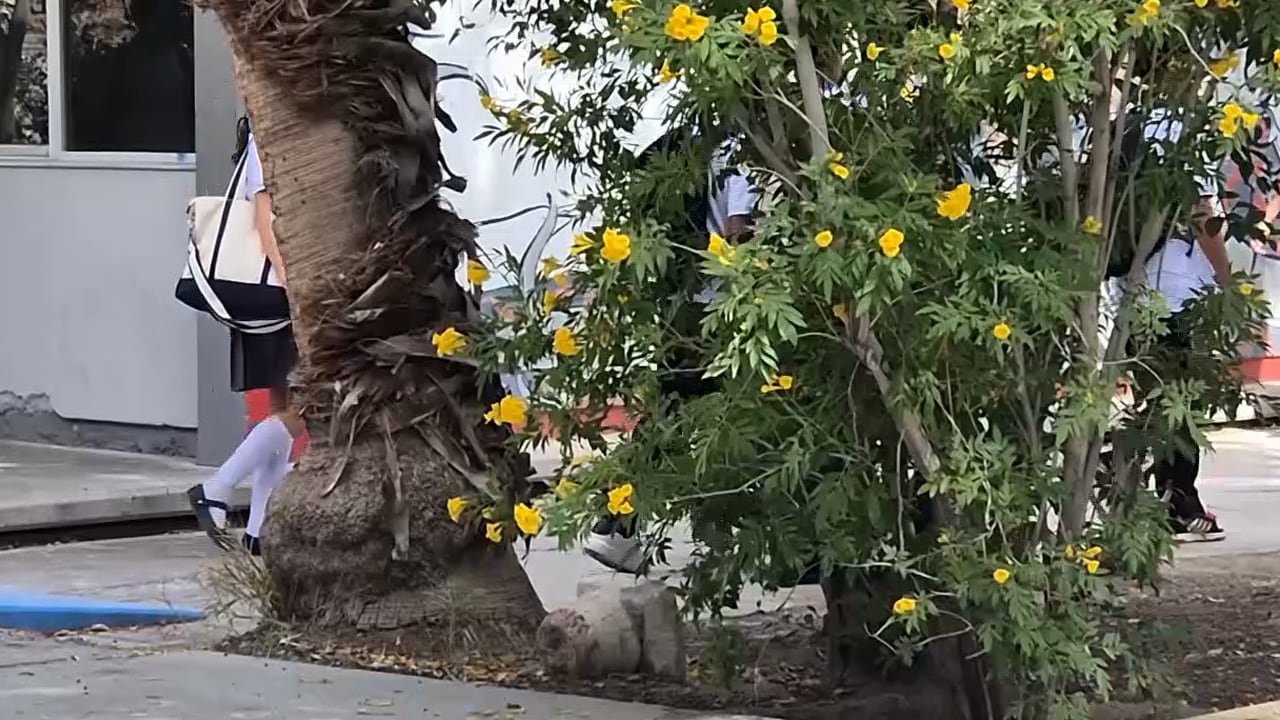 ¿Baja natalidad o falta de interés? Disminuye la cifra de estudiantes en el regreso a clases en La Laguna