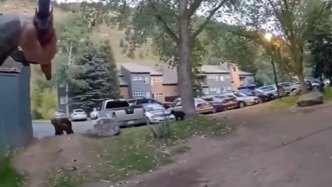 Policía abate a tiros a osa negra que se le abalanzó | VIDEO