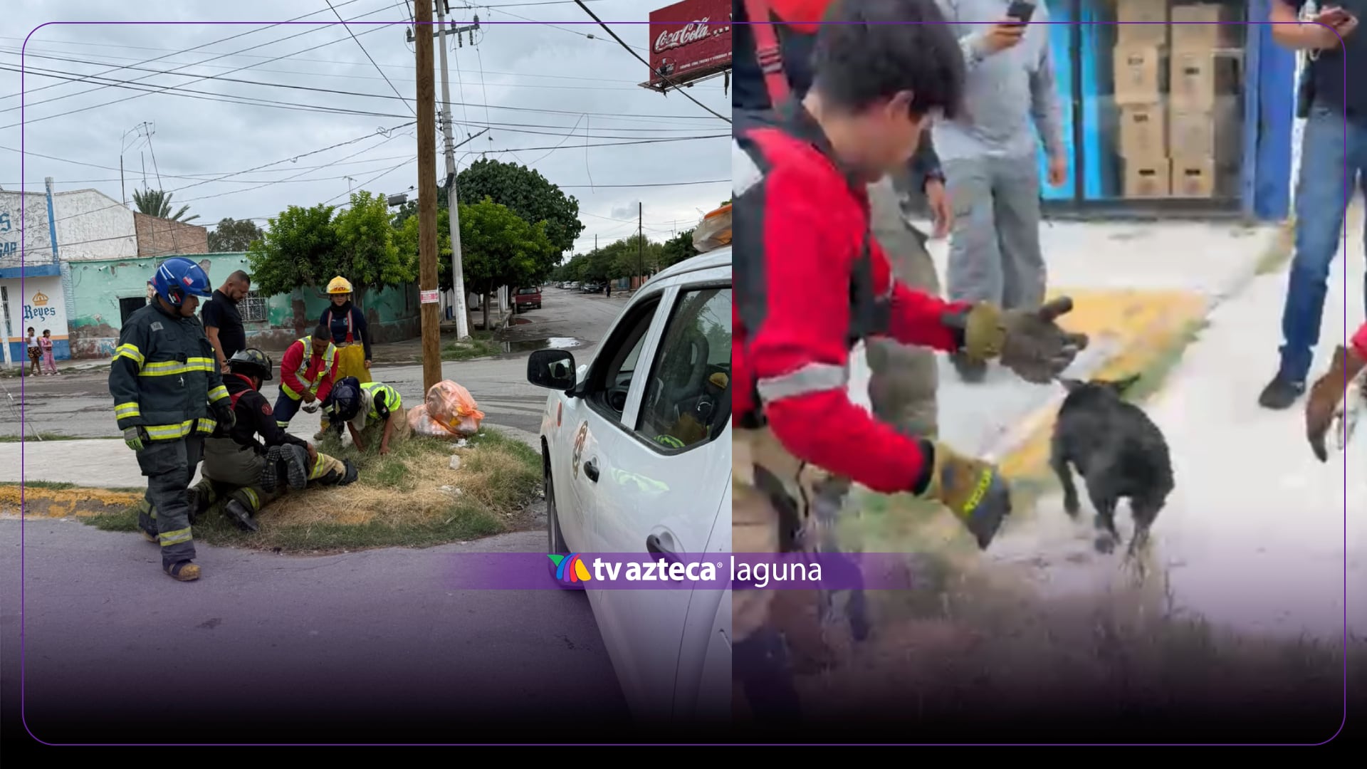 Rescatan a perrito que cayó en alcantarilla destapada en San Pedro