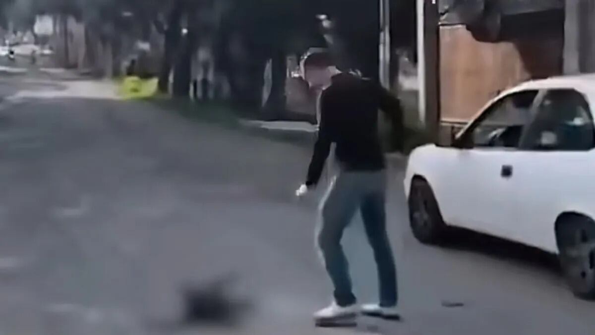 Perrito es atropellado y queda herido; presunto responsable lo patea