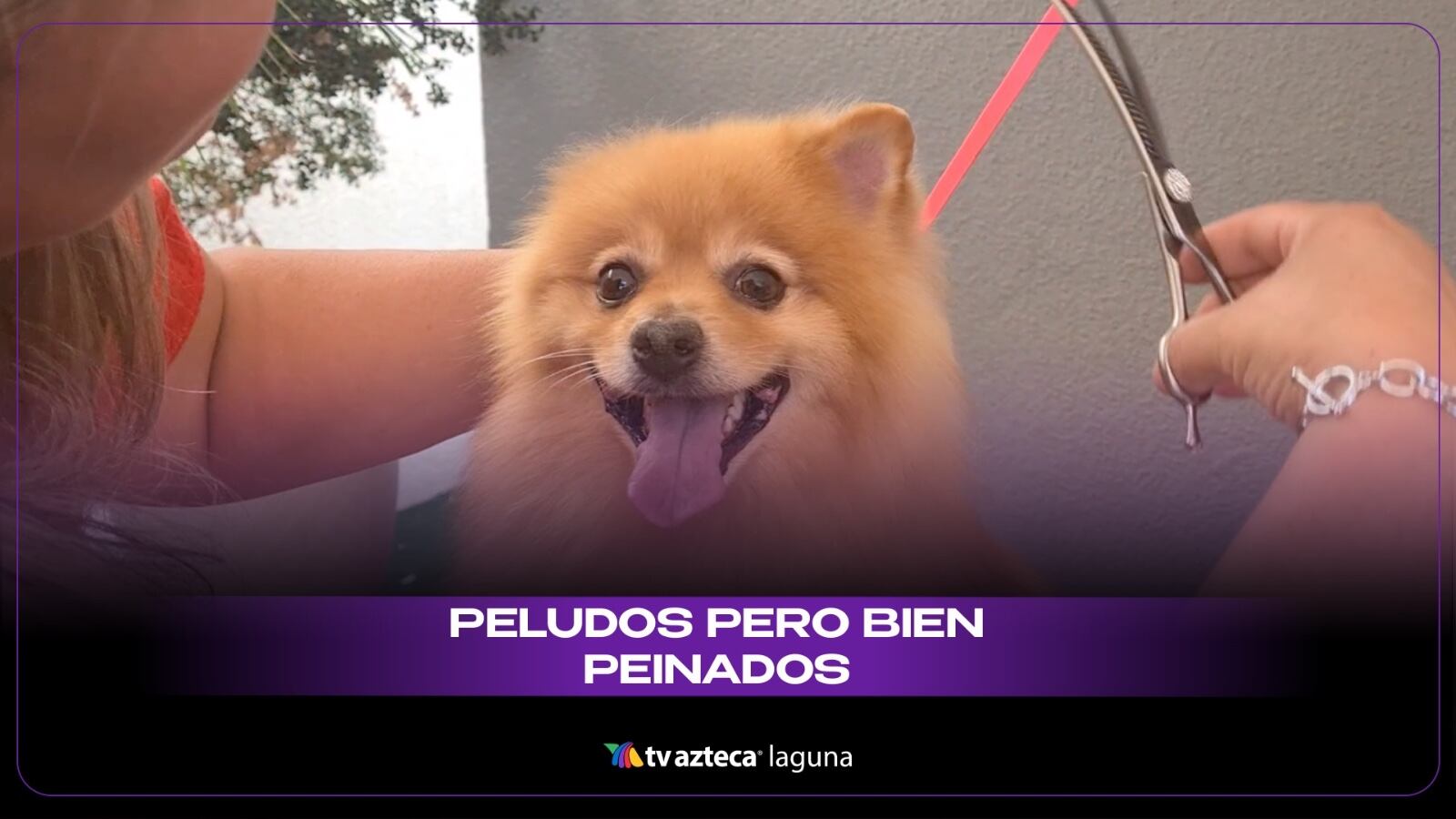 Grooming-arte-de-embellecer-perritos.jpeg