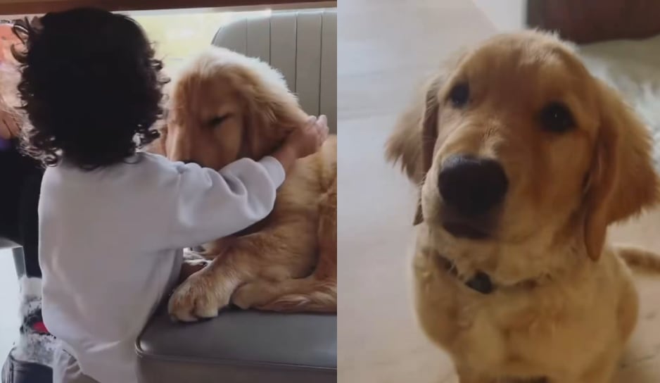 VIDEO: Así era ‘Nhala’, la mascota del tecladista de Camilo Séptimo que fue hallada asesinada y emplayada