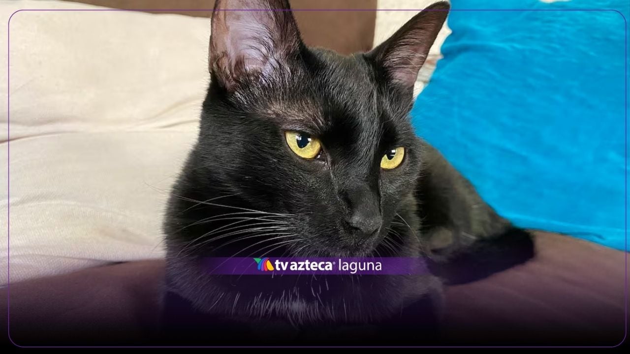 Día Nacional del Gato Negro; conoce la ciencia detrás de su pelaje y los mitos que aún los persiguen