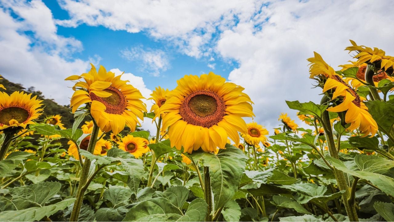 Girasoles criollos florecen en campos de la Comarca Lagunera