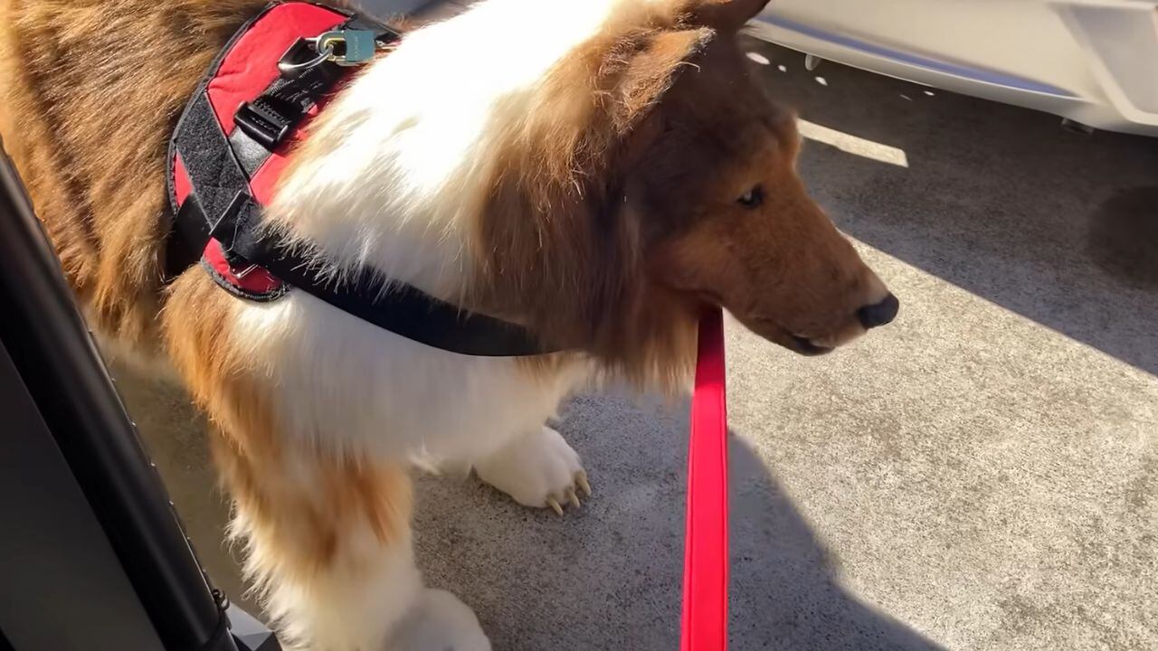 Toco, el hombre que se transformó en Collie en Japón.jpg