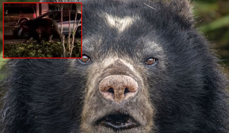 Captan a oso negro de gran tamaño paseando tranquilamente entre vehículos en Monterrey